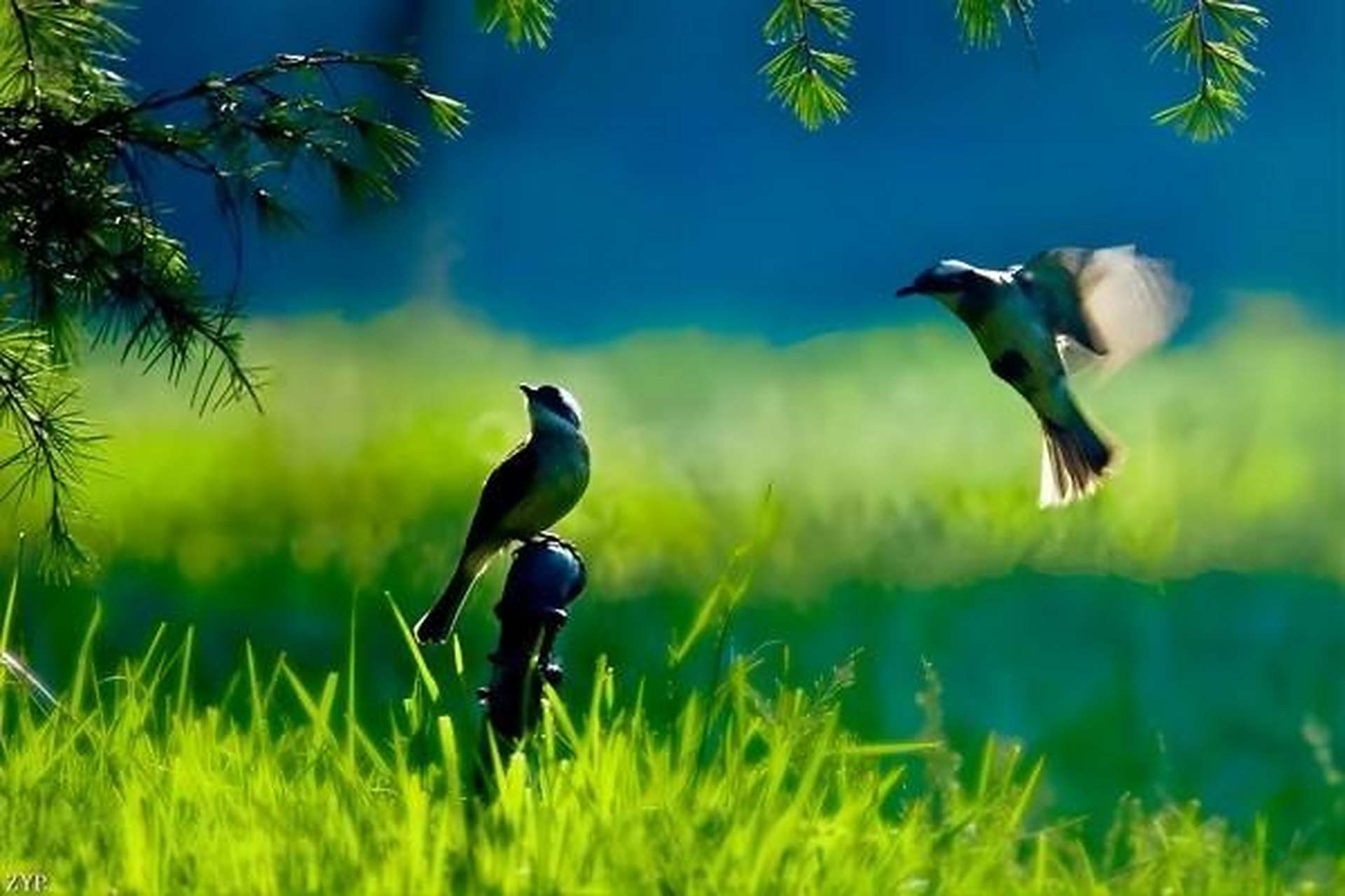 春天就这样, 悄无声息的来到了, 我们的家园.