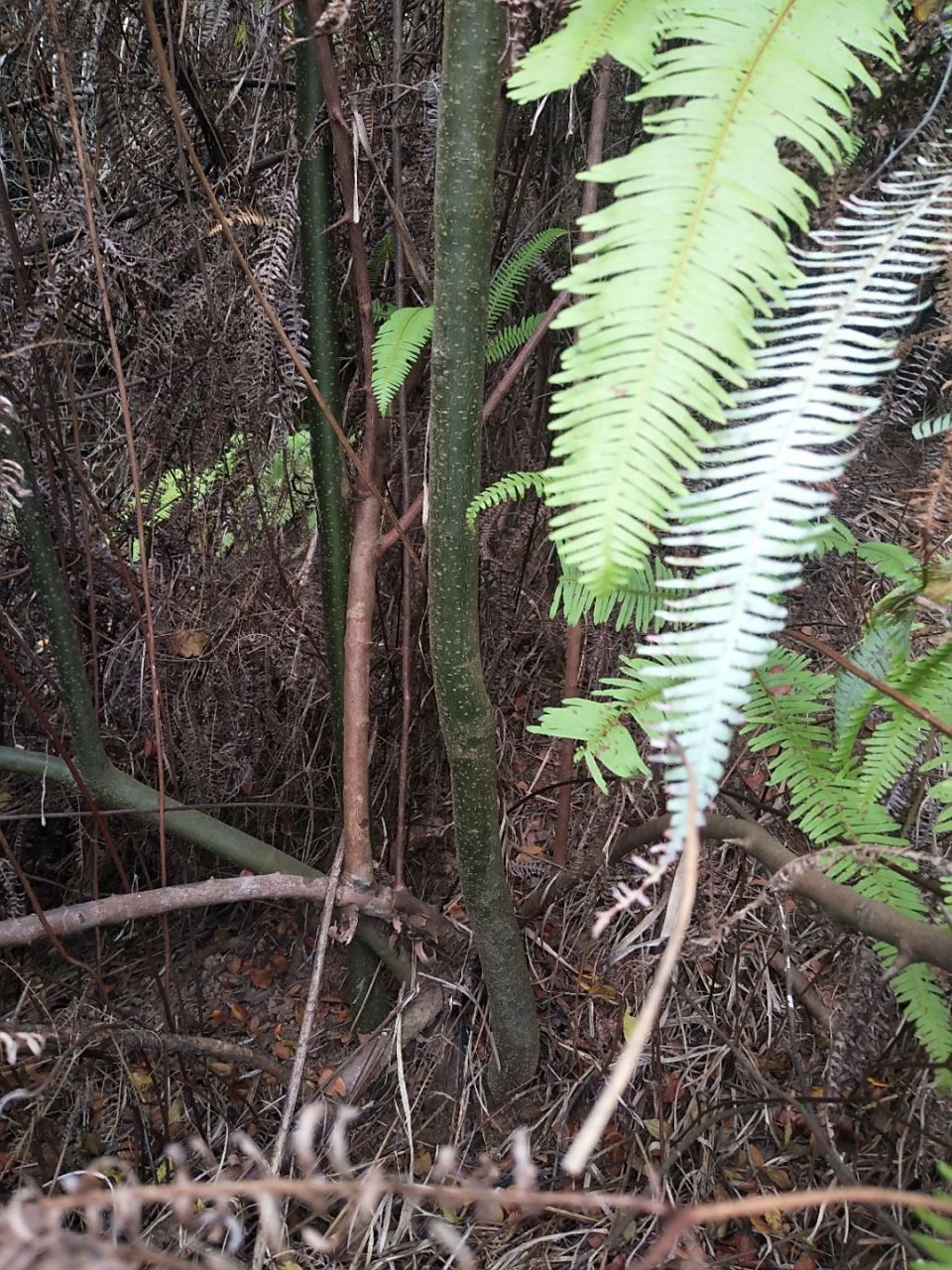 称星树有人收吗?广西