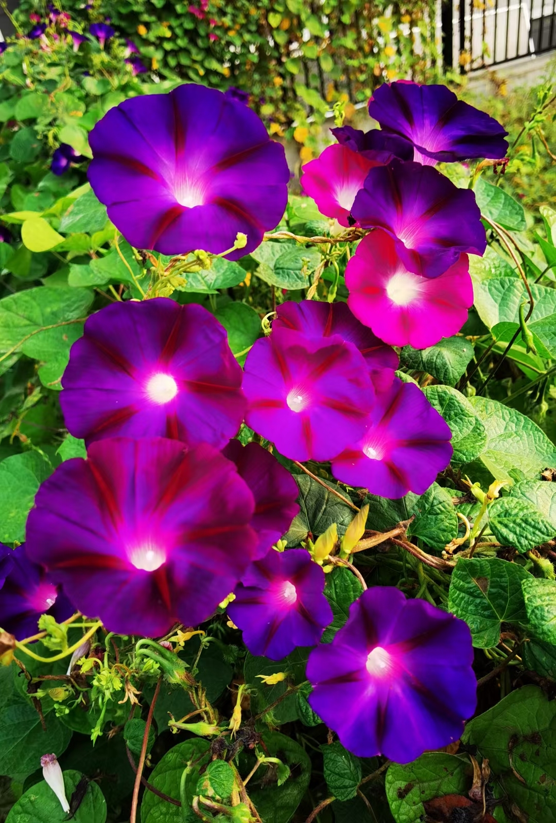 牵牛花的别名叫夕颜