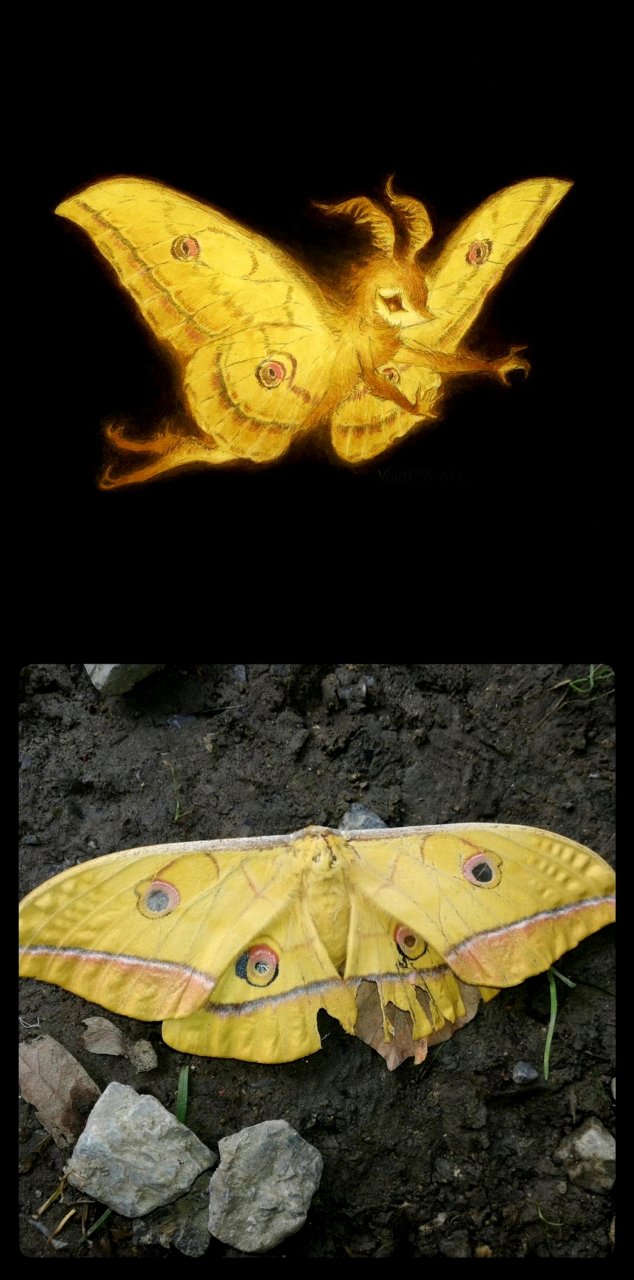 一组蝴蝶与飞蛾的拟人插画作品欣赏,将常见的昆虫化身为漂亮的精灵.