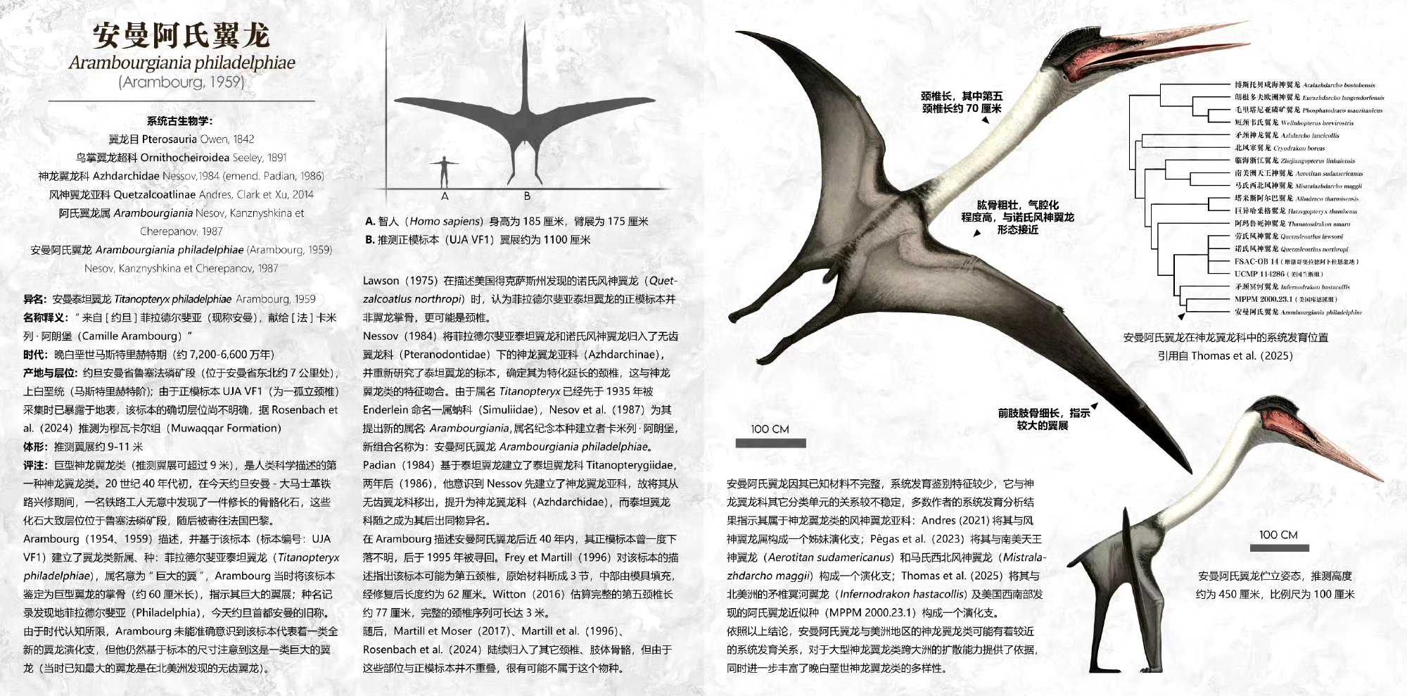 它是人类科学描述的第一种巨型神龙翼龙类,最初只在约旦发现了一根