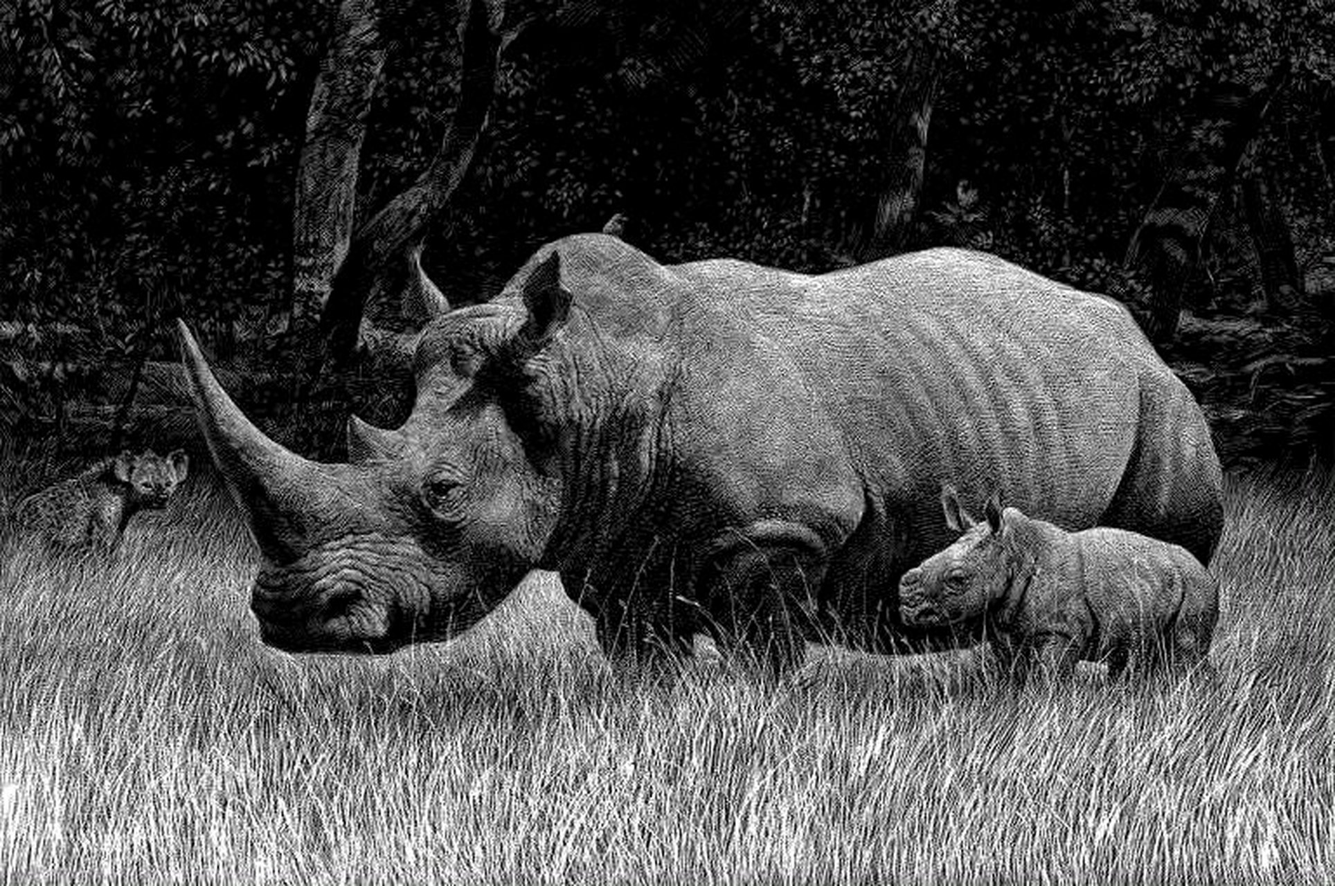 智利插画师ricardo martinez ortega创作的黑白动物插画作品,用线条