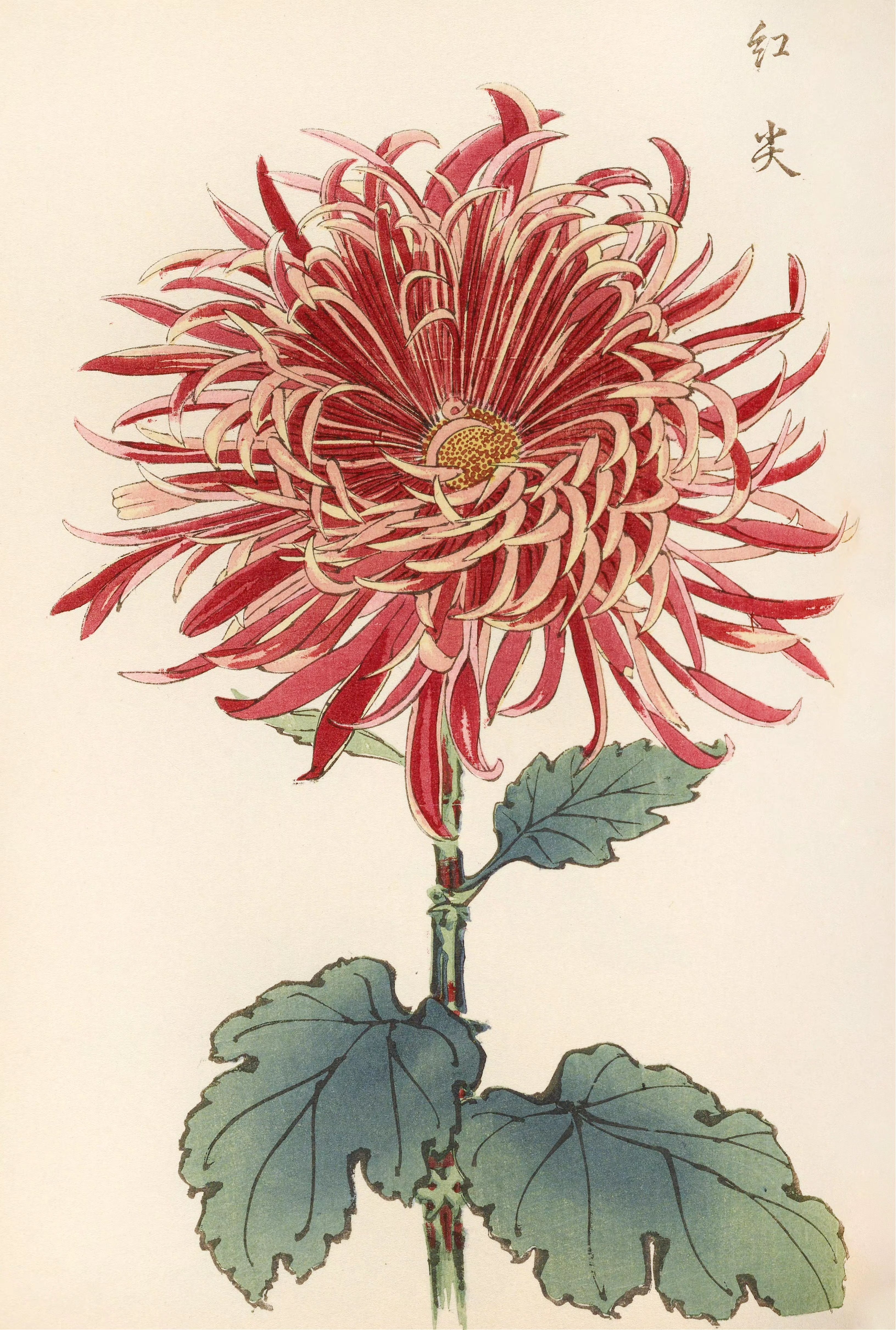 分享一组彩绘菊花图谱绘画作品