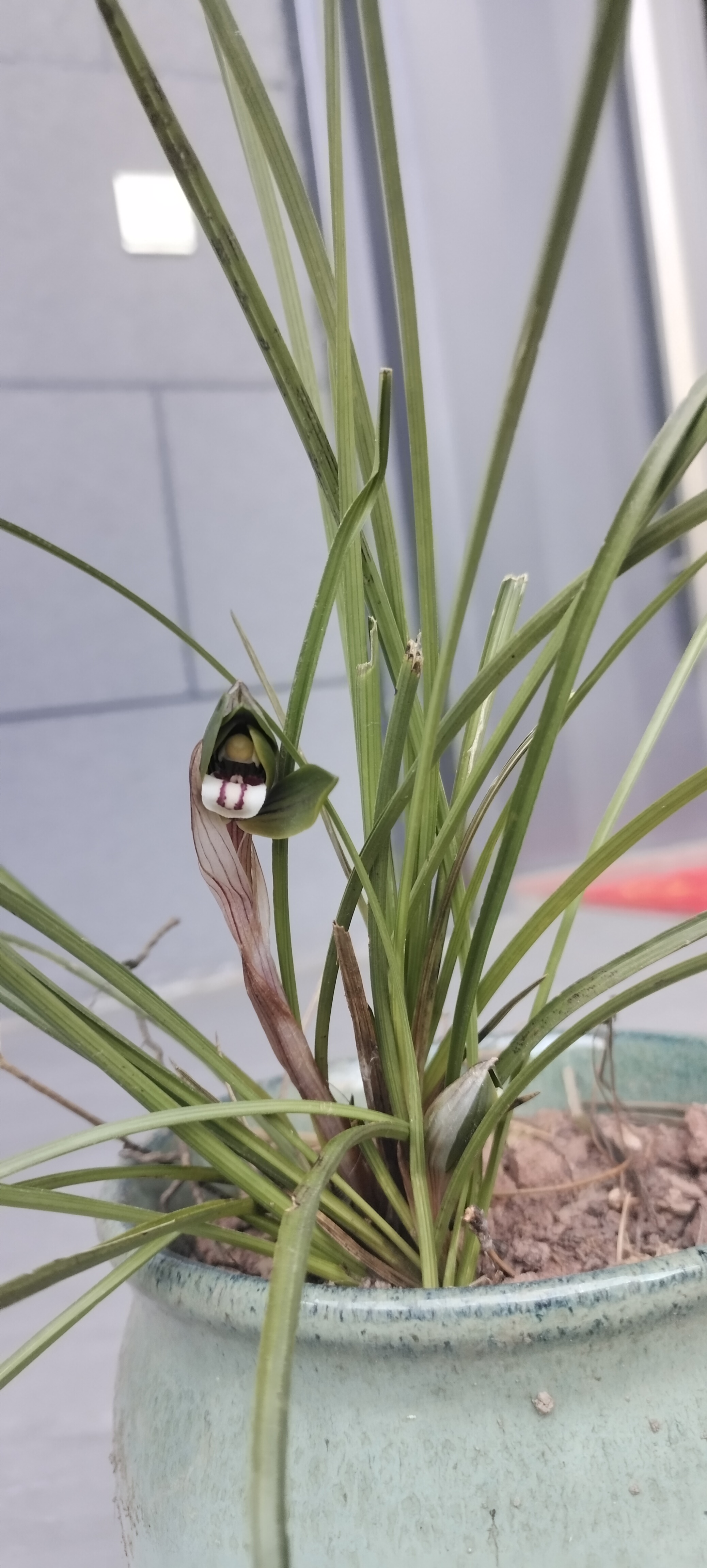 豆瓣兰…开花季!