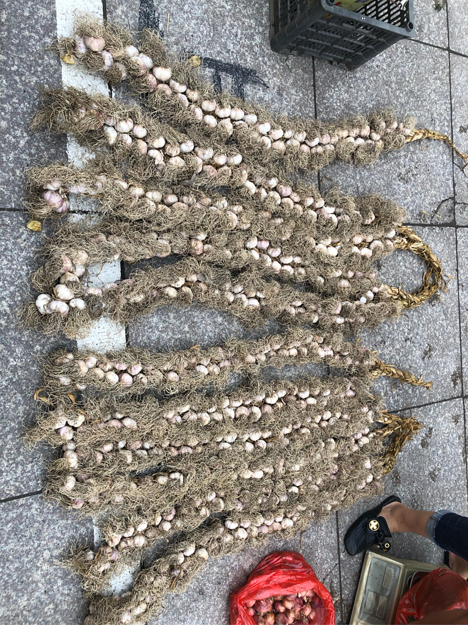 东北大蒜头辫