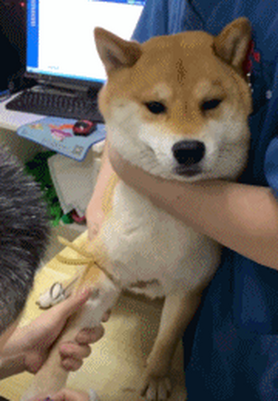 麻利点扎啊,小爷也怕疼#沙雕图