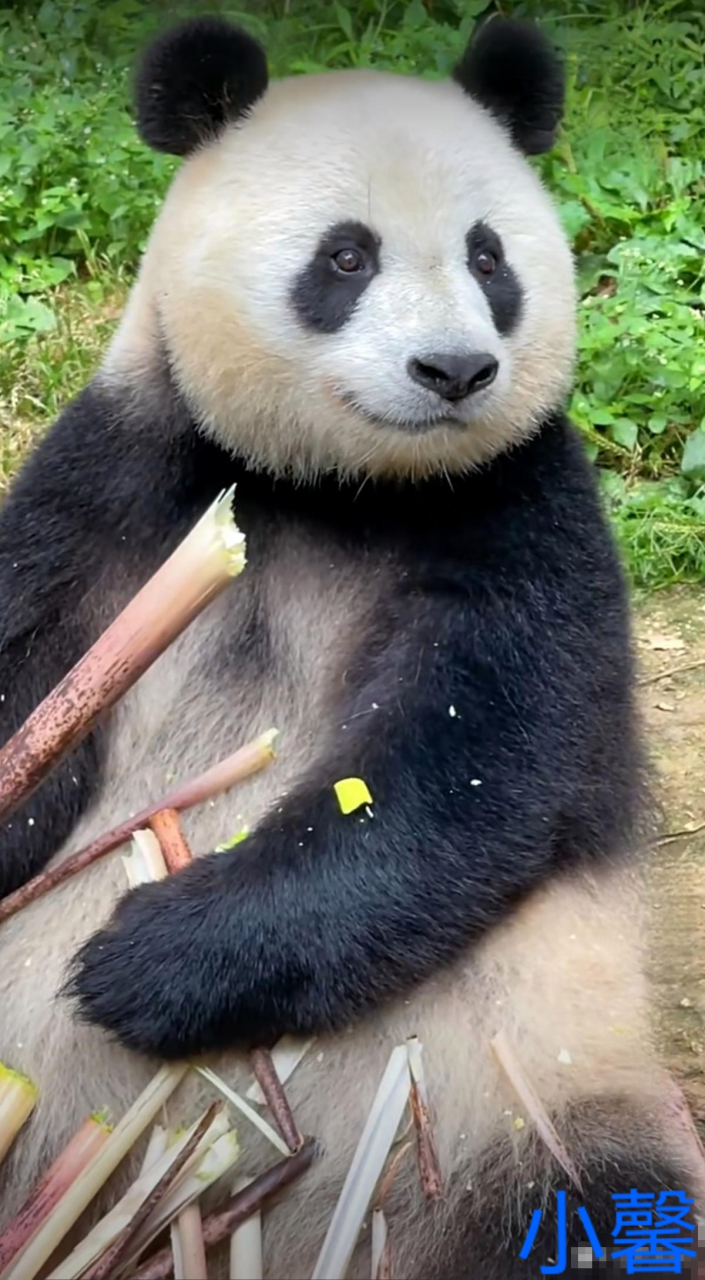 吃播界扛把子小馨,漂亮的大圆脸,亮晶晶的眼睛,好想rua啊!