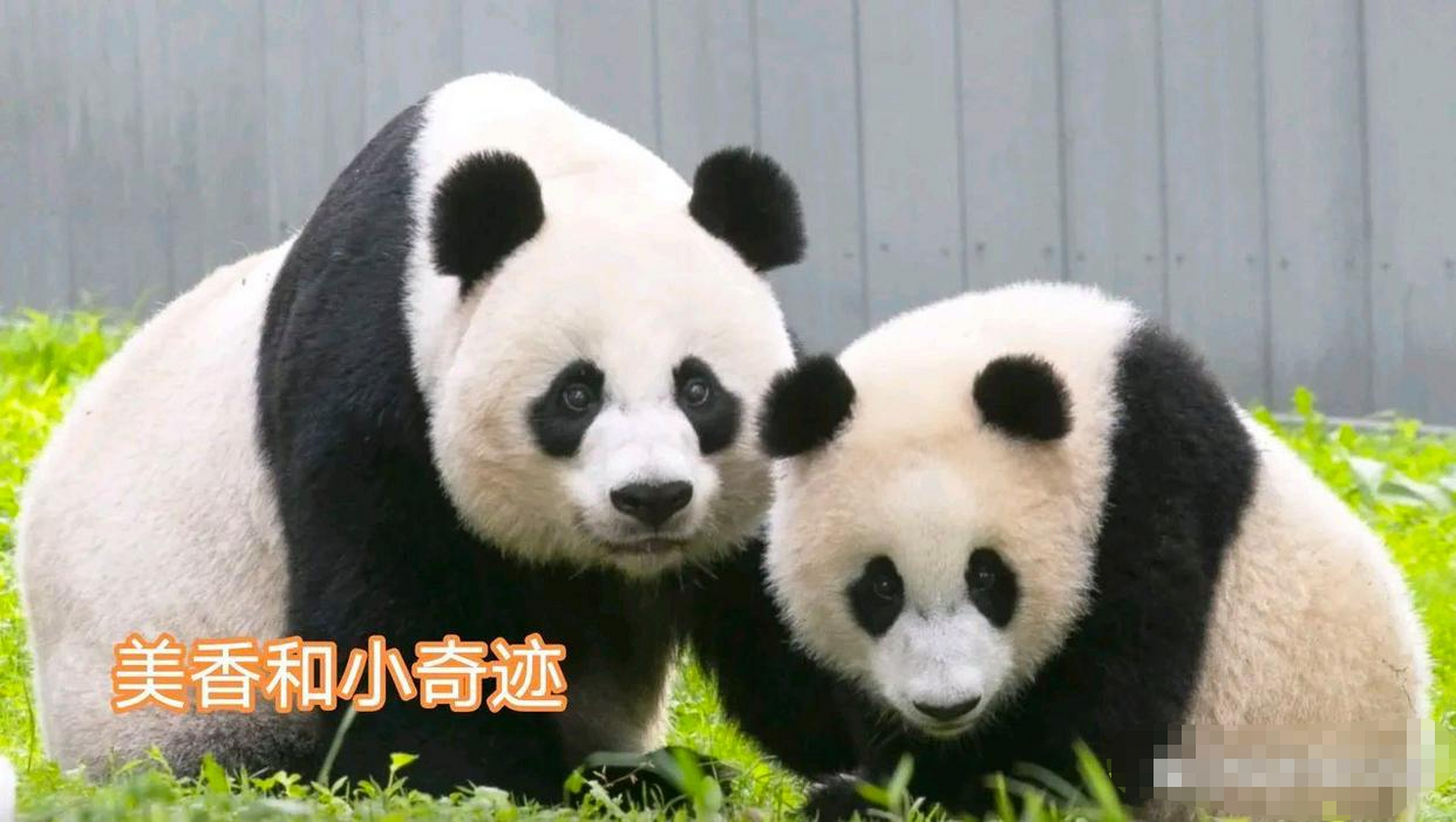 我以我绵薄之力,为美香一家的回家之路持续呼吁,有