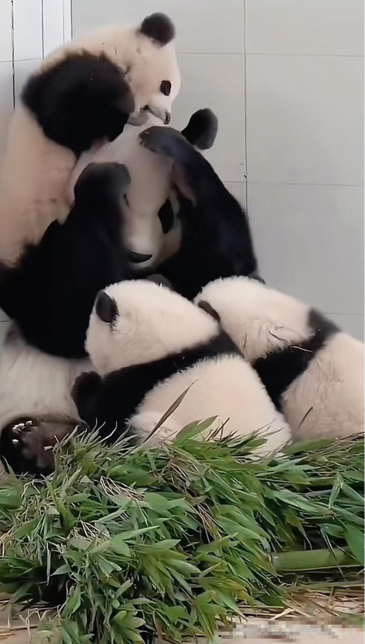 野生熊猫妈妈带幼崽图片
