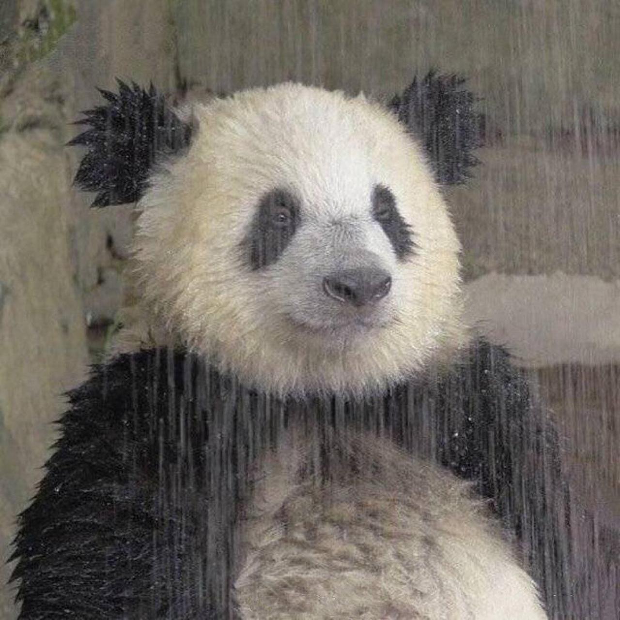 雨中的大熊猫,这湿身的造型,好特别,好可爱![比心][比心][比心]