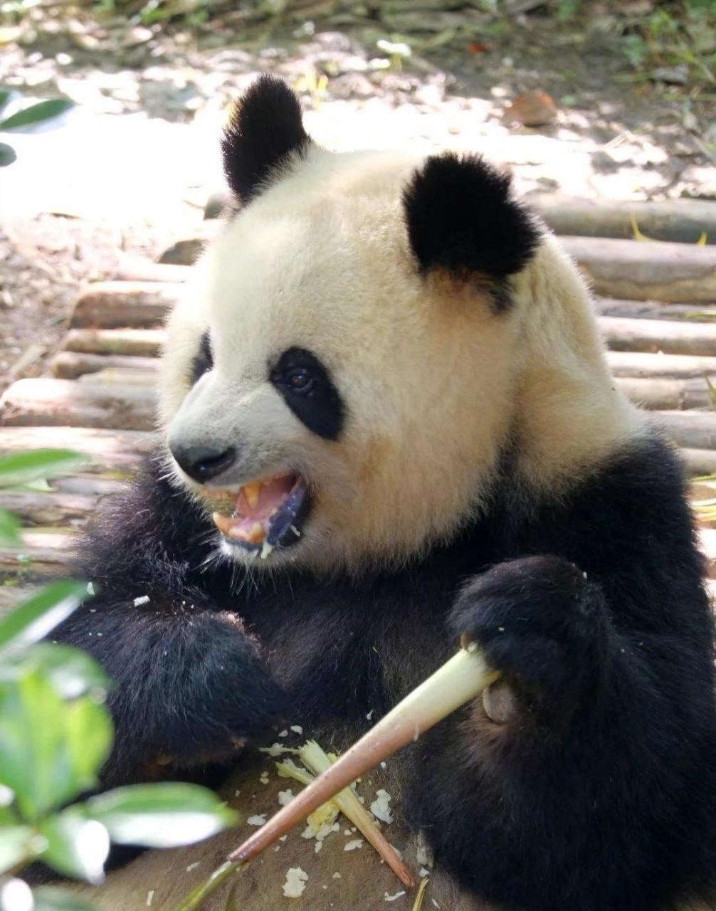 圆润:塞牙了![左捂脸][左捂脸][左捂脸]