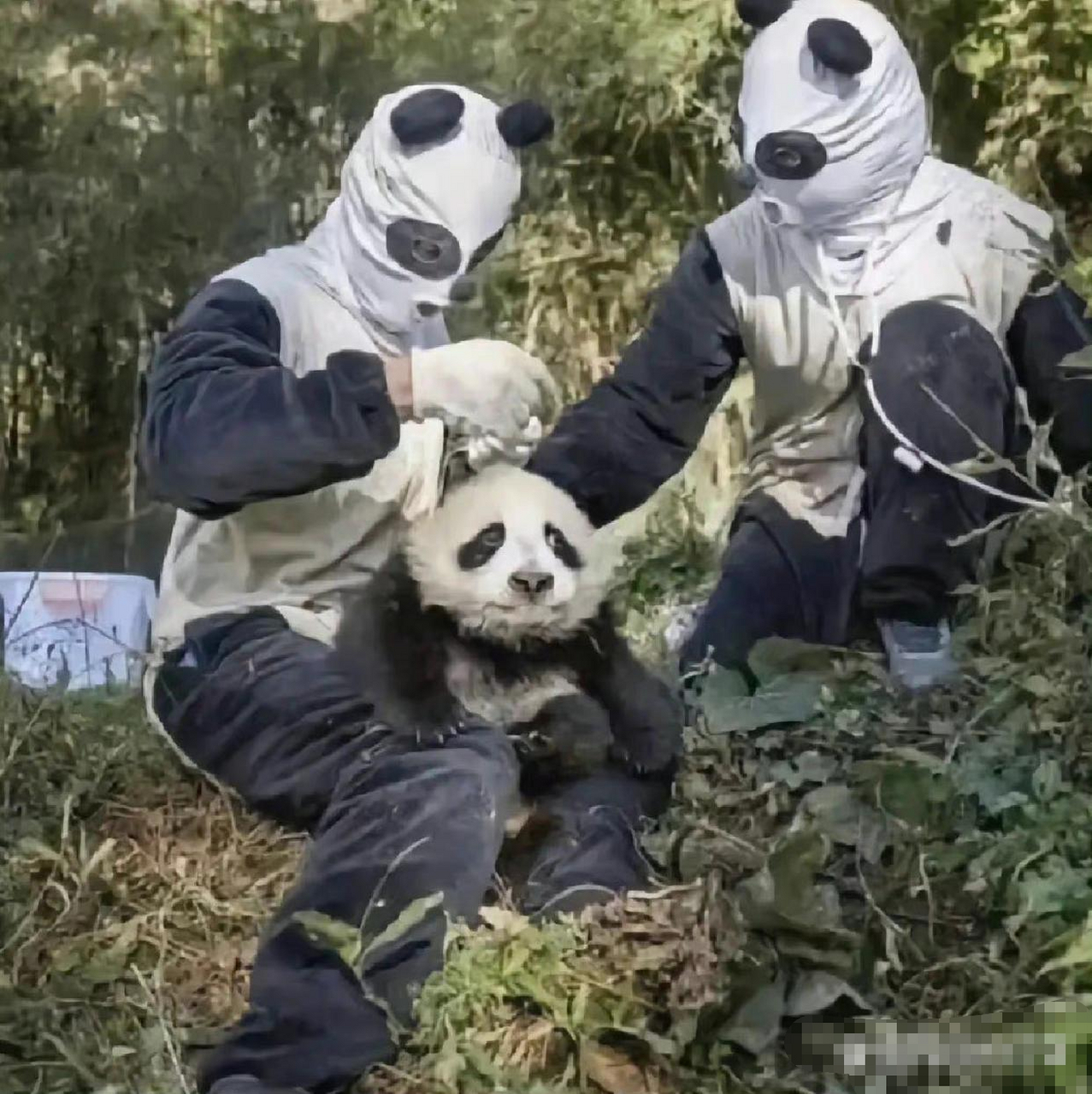 熊猫宝宝心里受到一万点暴击.