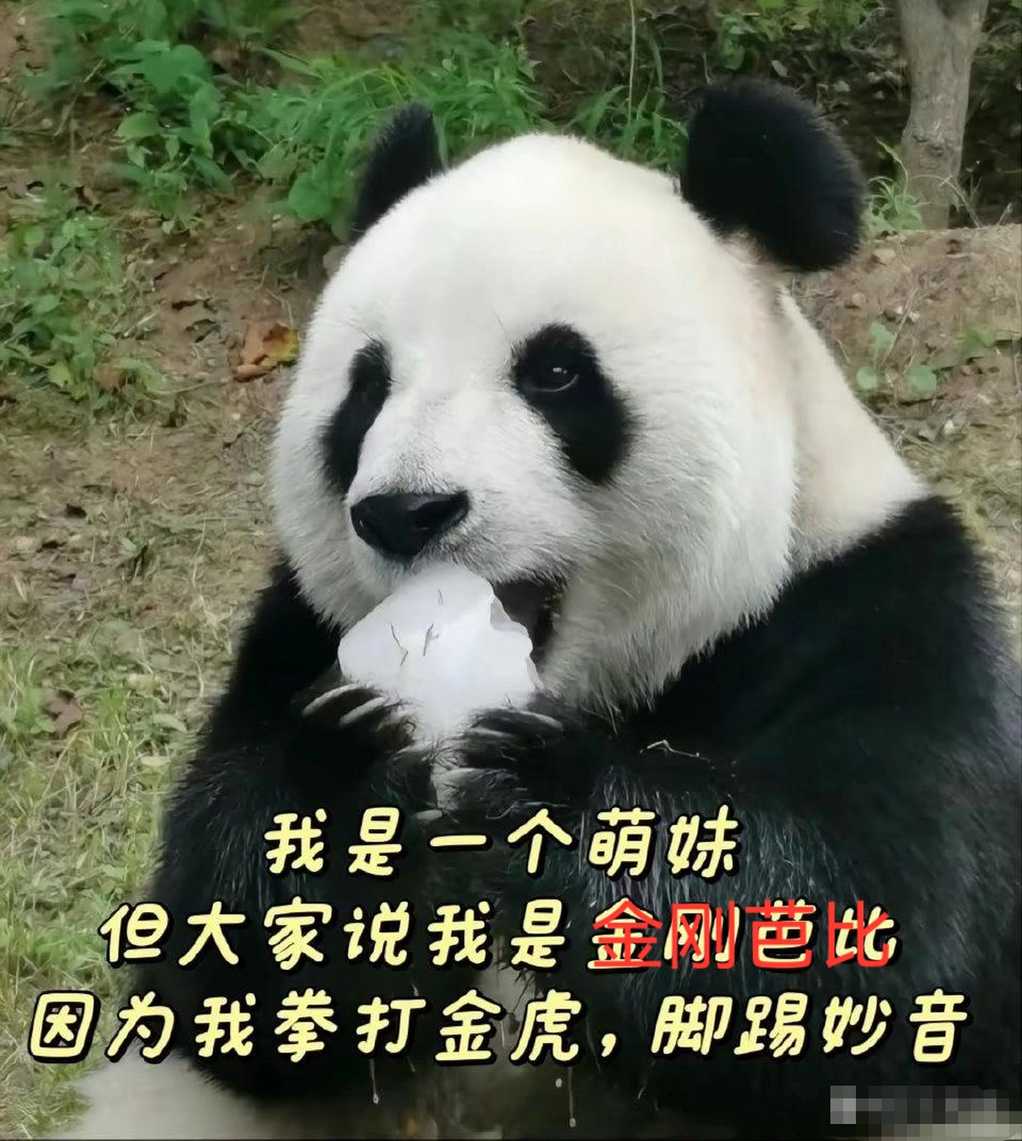 我就是飞云,张飞的飞,赵云的云.我是拳打金虎,脚踢妙音的金刚芭比.