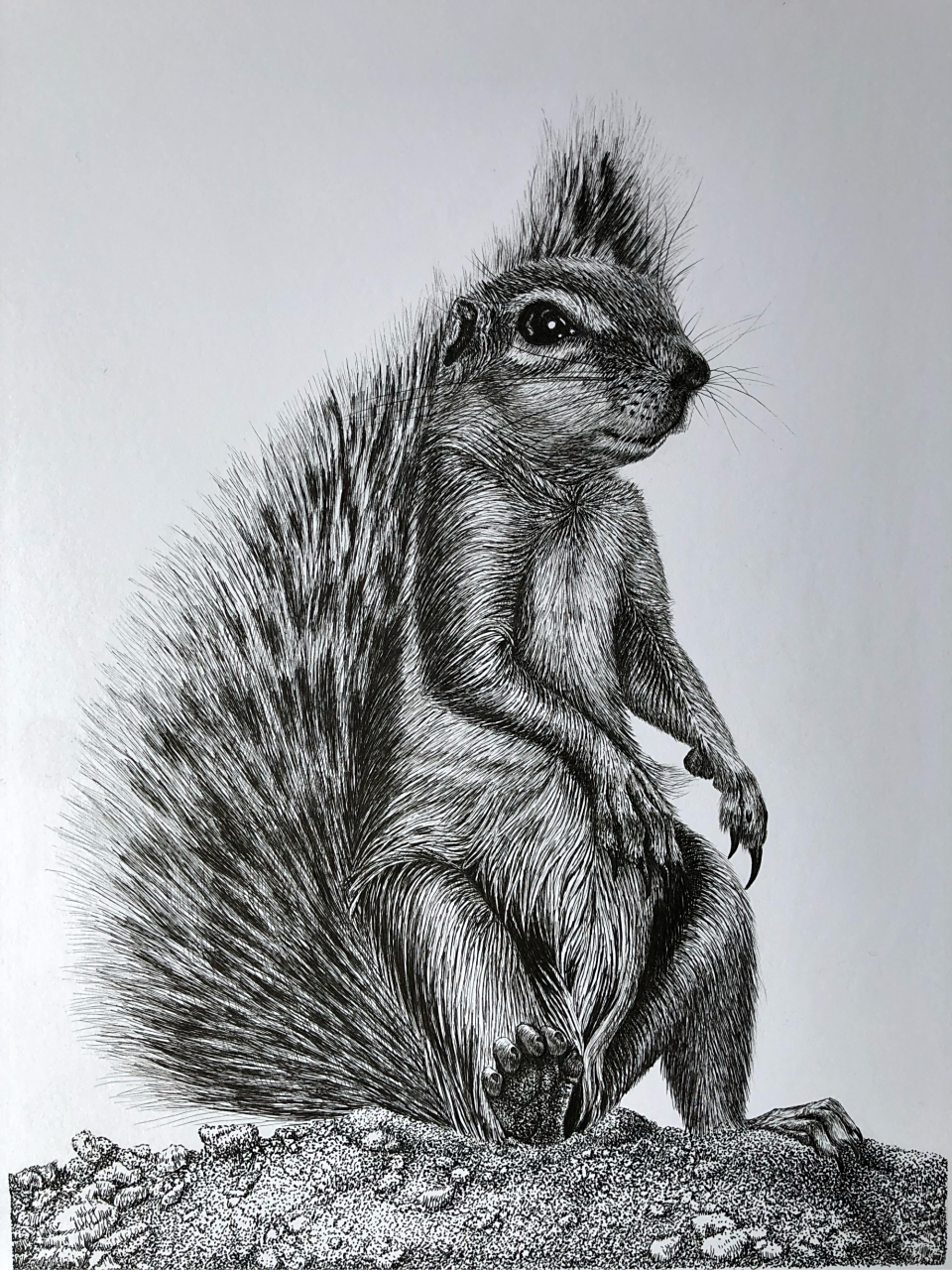 钢笔画【地松鼠9715】