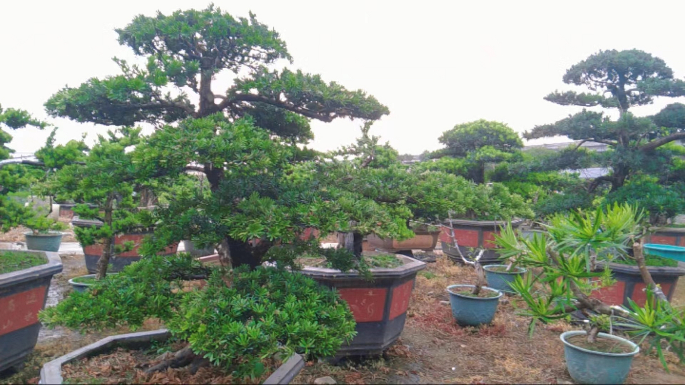 黑松树盆景价格多少钱一棵