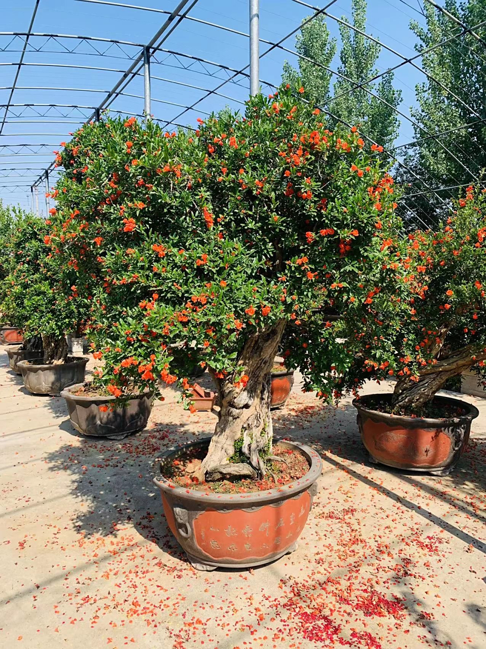 山东省枣庄市峄城区友园石榴盆景园