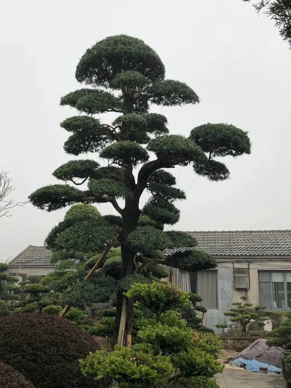 江南四季位于苏州市五中区藏书花木市场,主要经营罗汉松,茶梅,羽毛枫