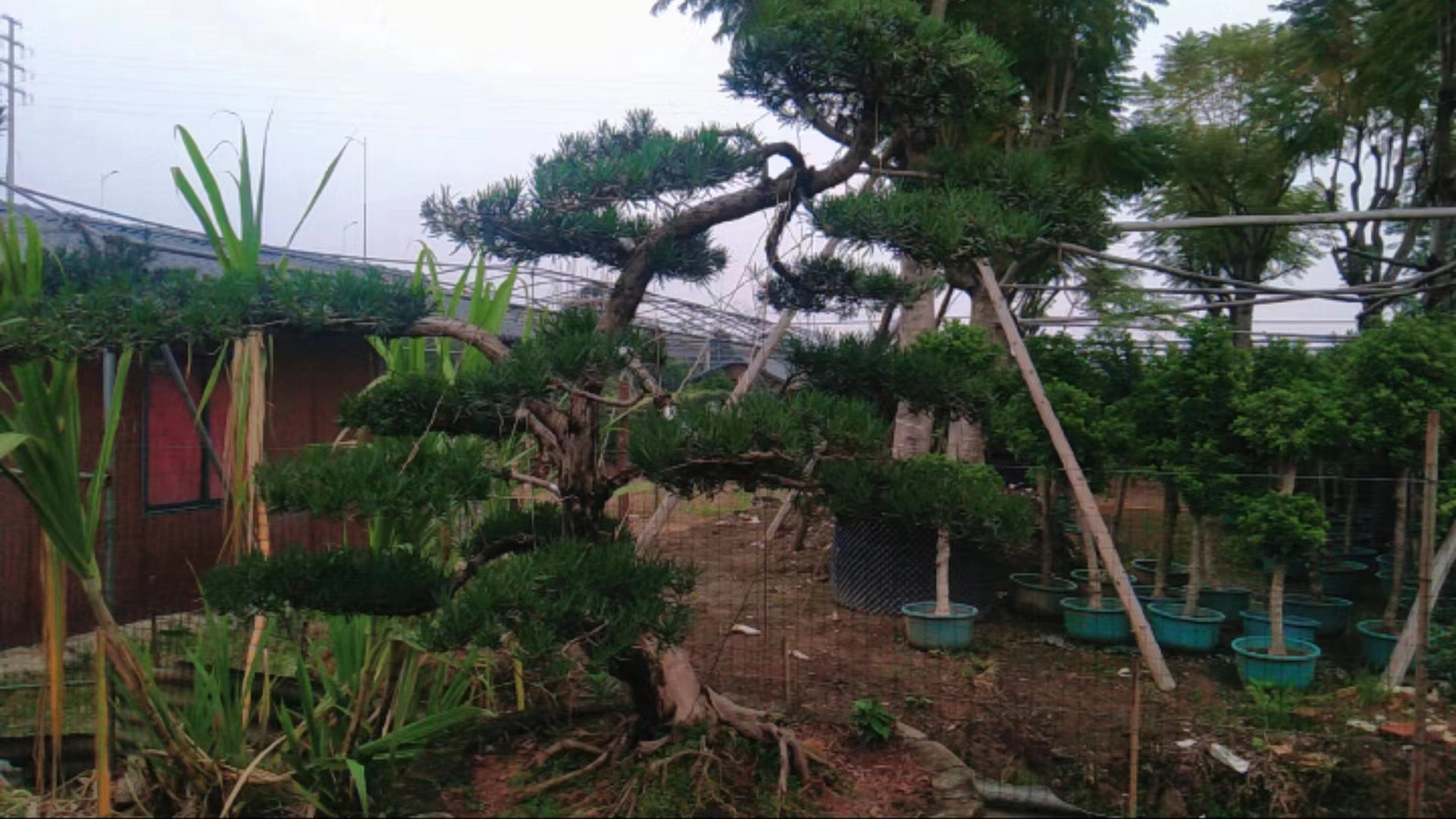 罗汉松市场价格造型