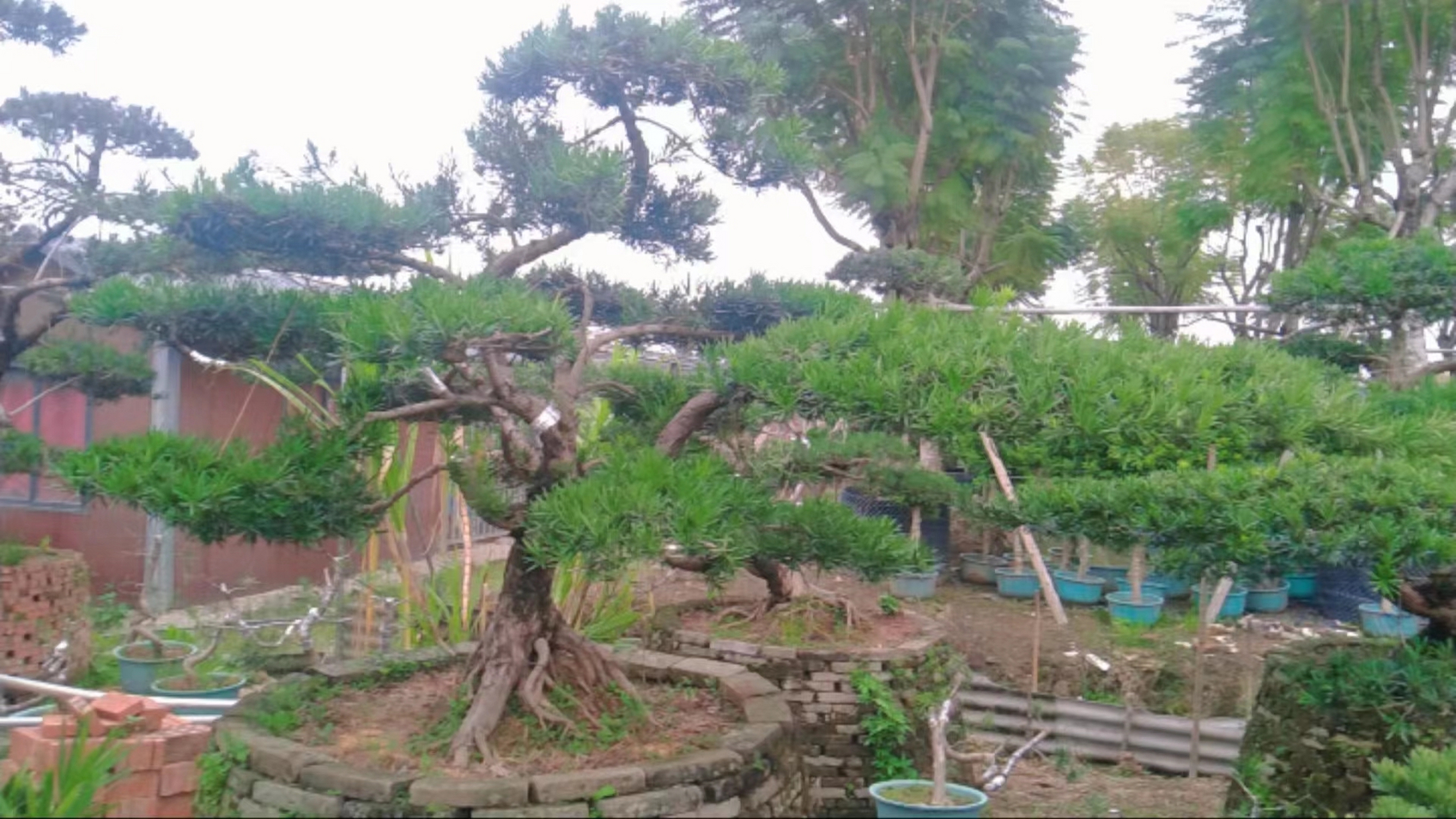 罗汉松盆景价格及养殖方法视频讲解