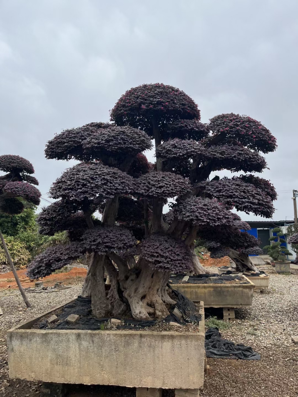 主要出售造型红继木,造型小叶女贞,榆树,椤木石楠,罗汉松,金姬女贞,亮