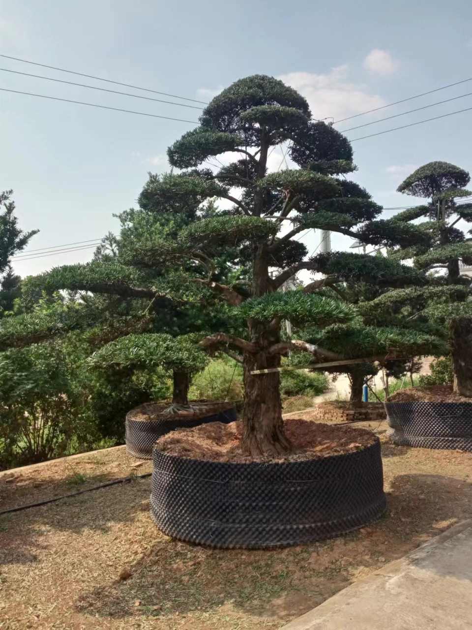 湖南省浏阳市柏加镇,长沙县旭晟苗木种植专业合作社,造型罗汉松基