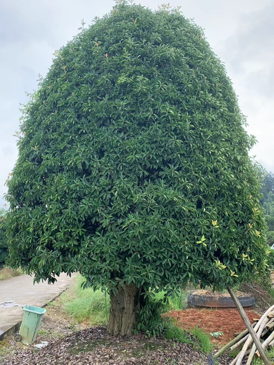百谊园林绿化基地位于湖南省浏阳市,基地主要经营罗汉松,红花继木