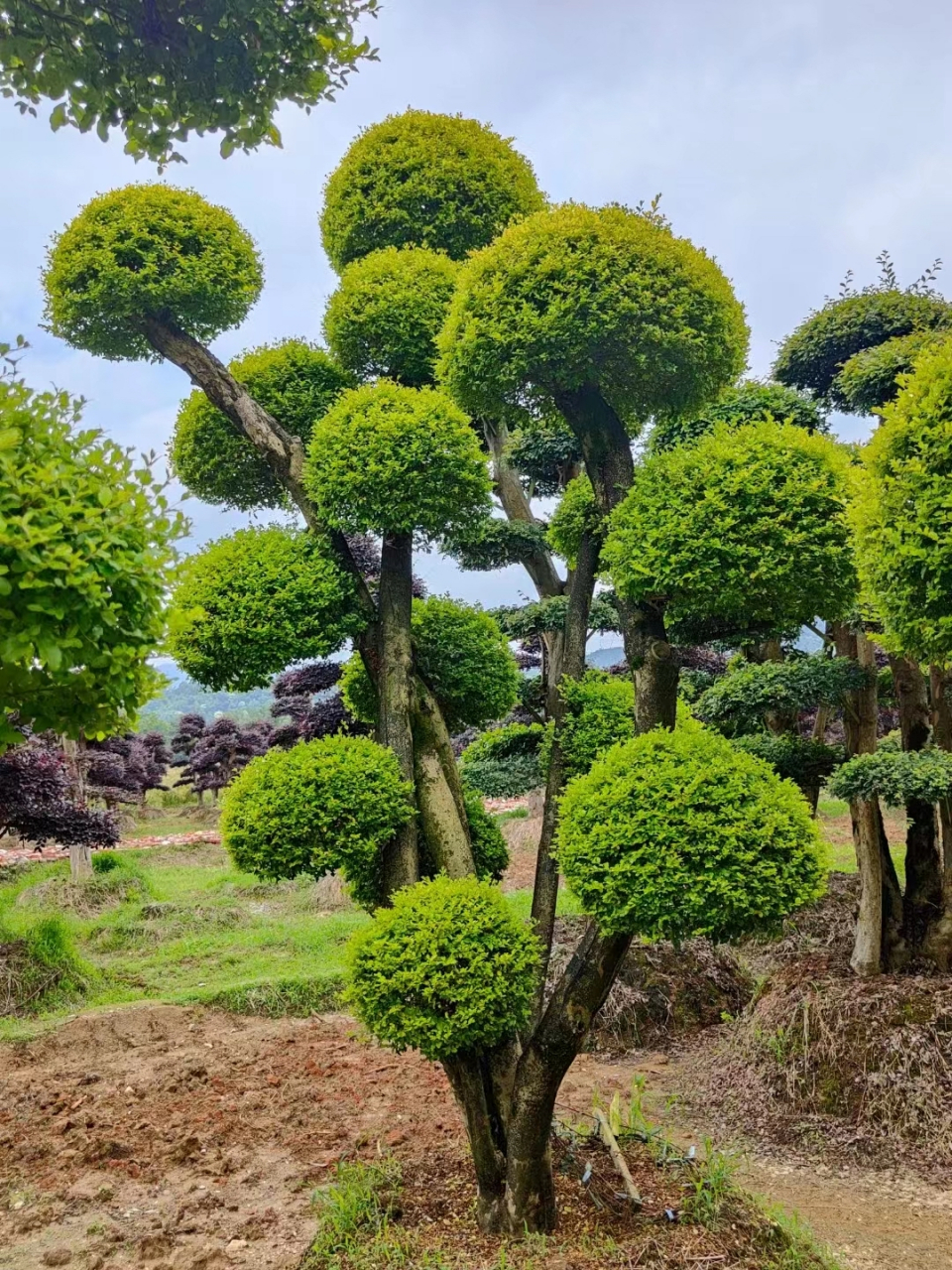 湖南浏阳启泽园林,主要经营造型罗汉松,红花檵木,小叶大叶金禾女贞等