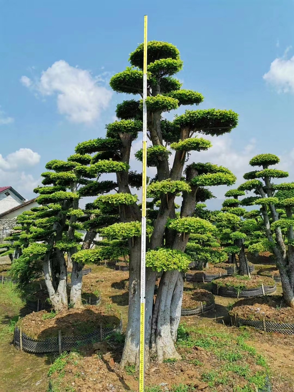 湖南浏阳启泽园林,主要经营造型罗汉松,红花檵木,小叶大叶金禾女贞等