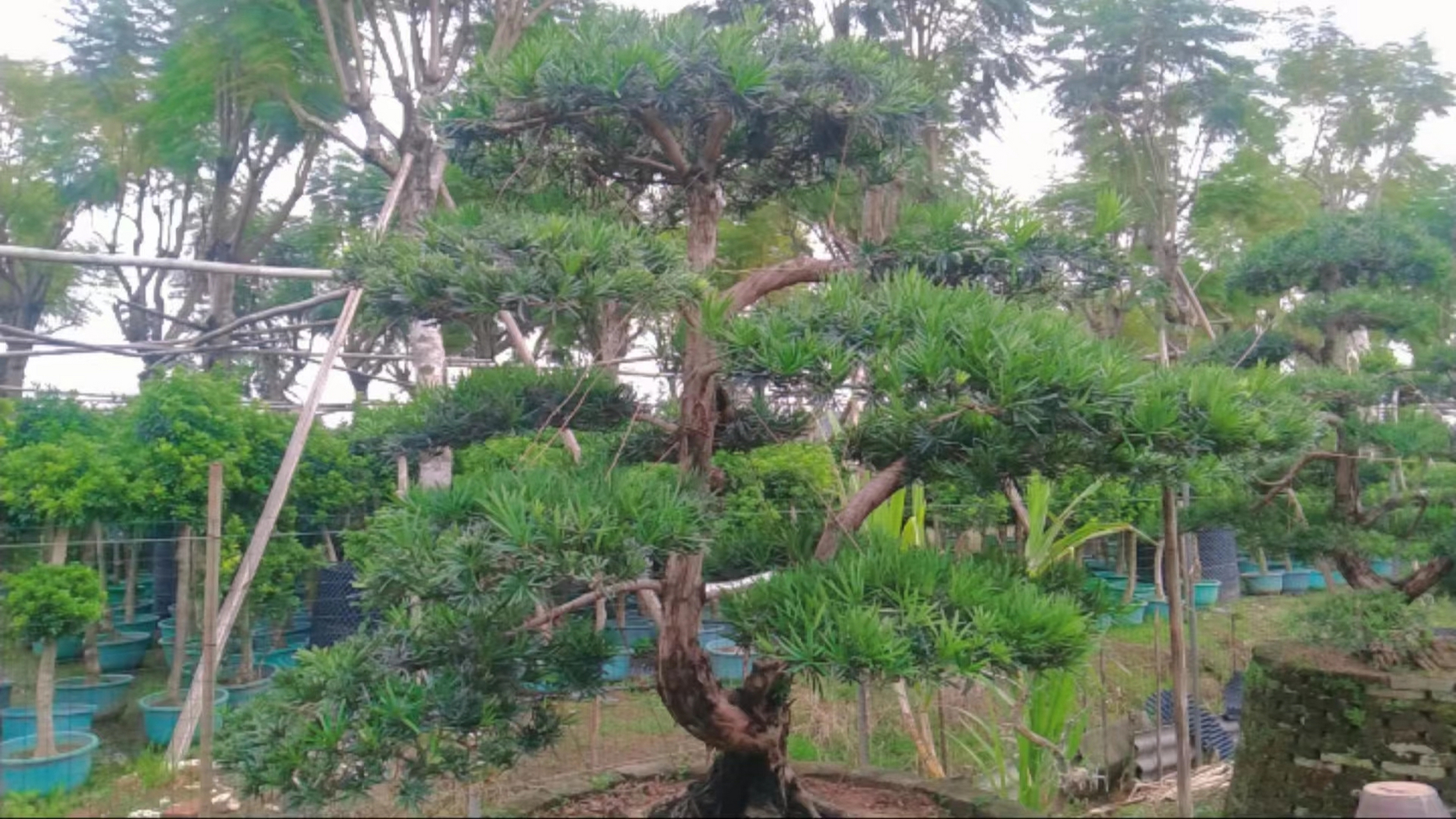 罗汉松树贵不贵怎么看出来