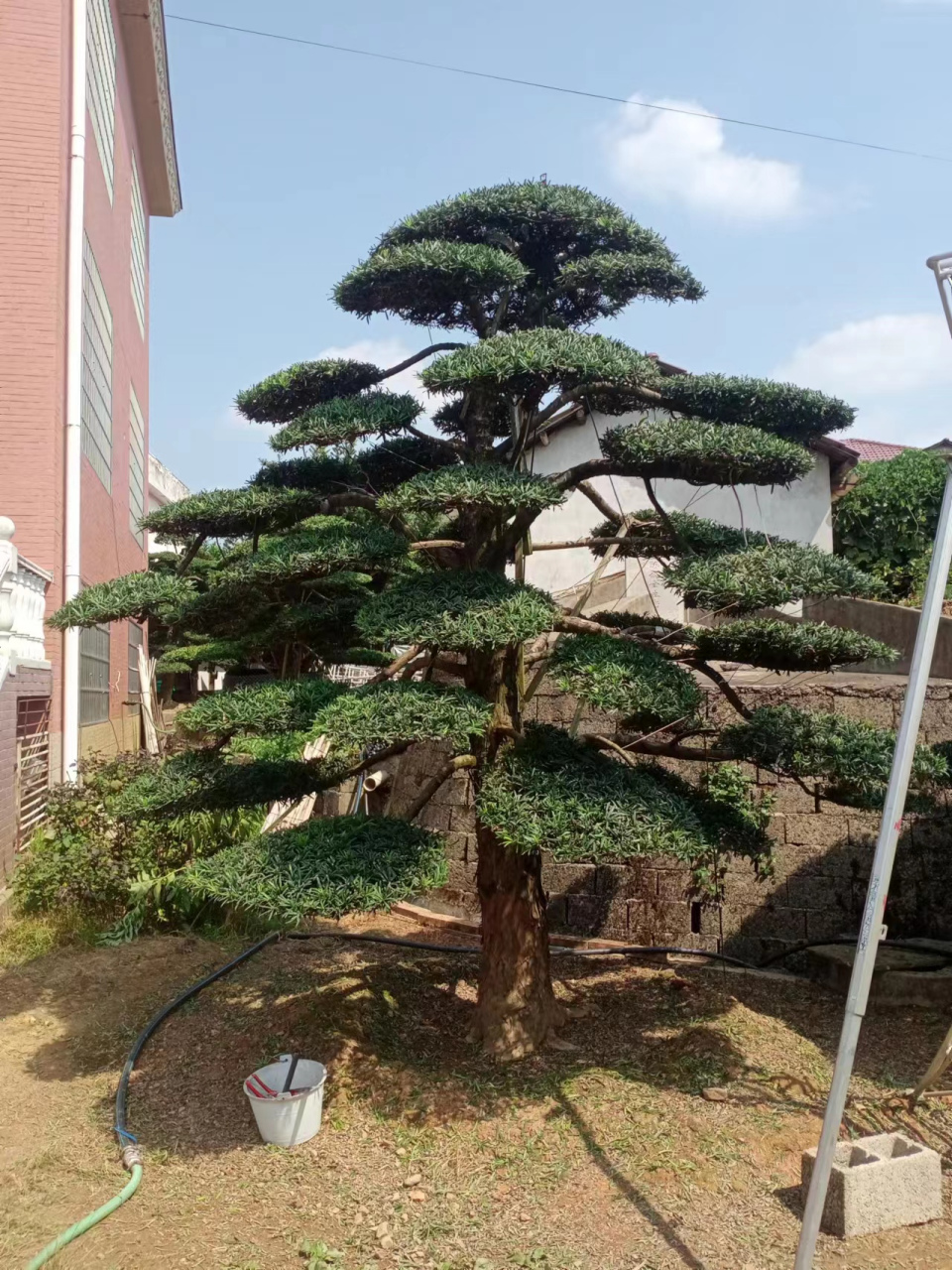 湖南省浏阳市柏加镇,长沙县旭晟苗木种植专业合作社,造型罗汉松基