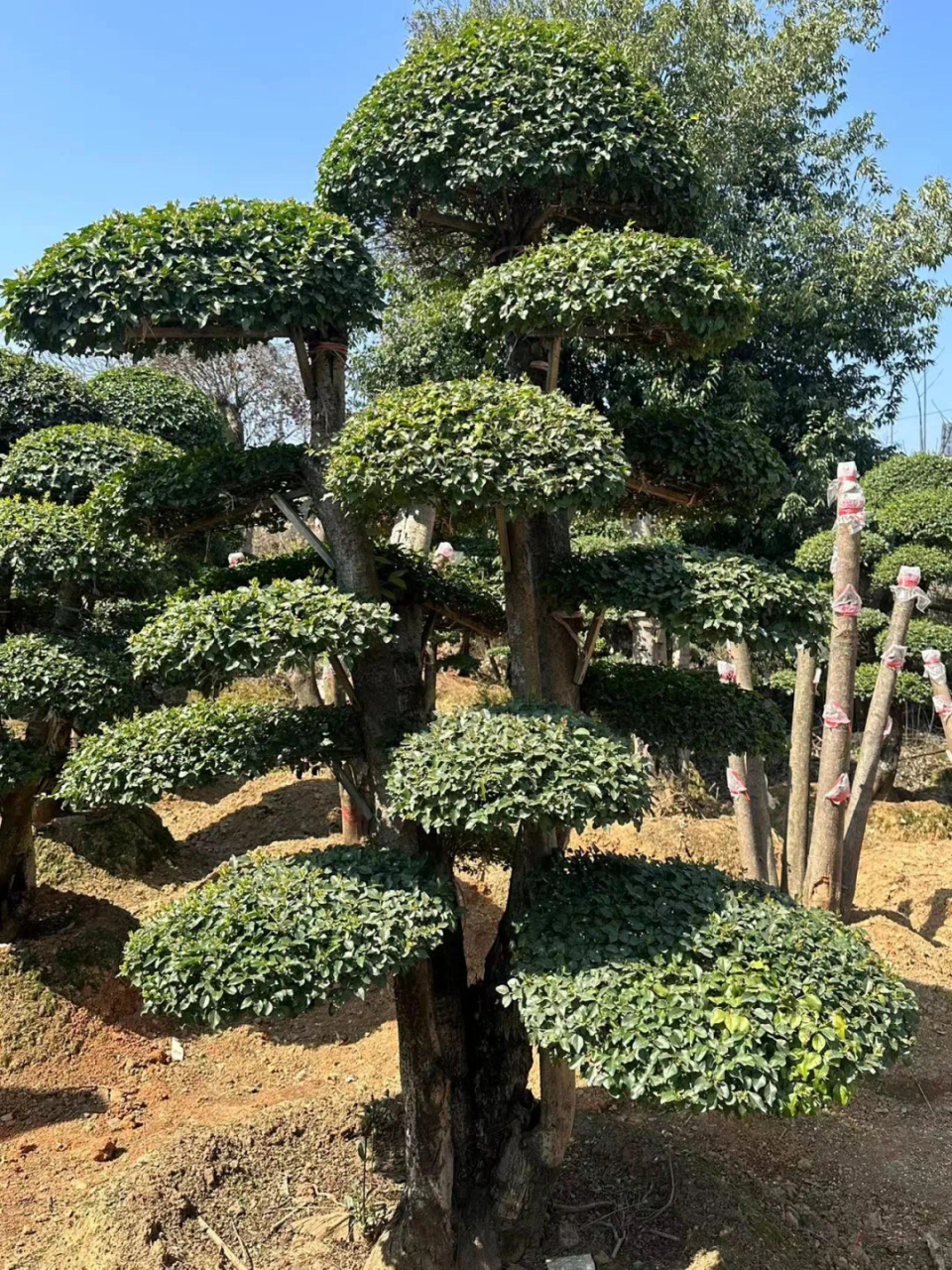 百谊园林绿化基地位于湖南省浏阳市,基地主要经营罗汉松,红花继木