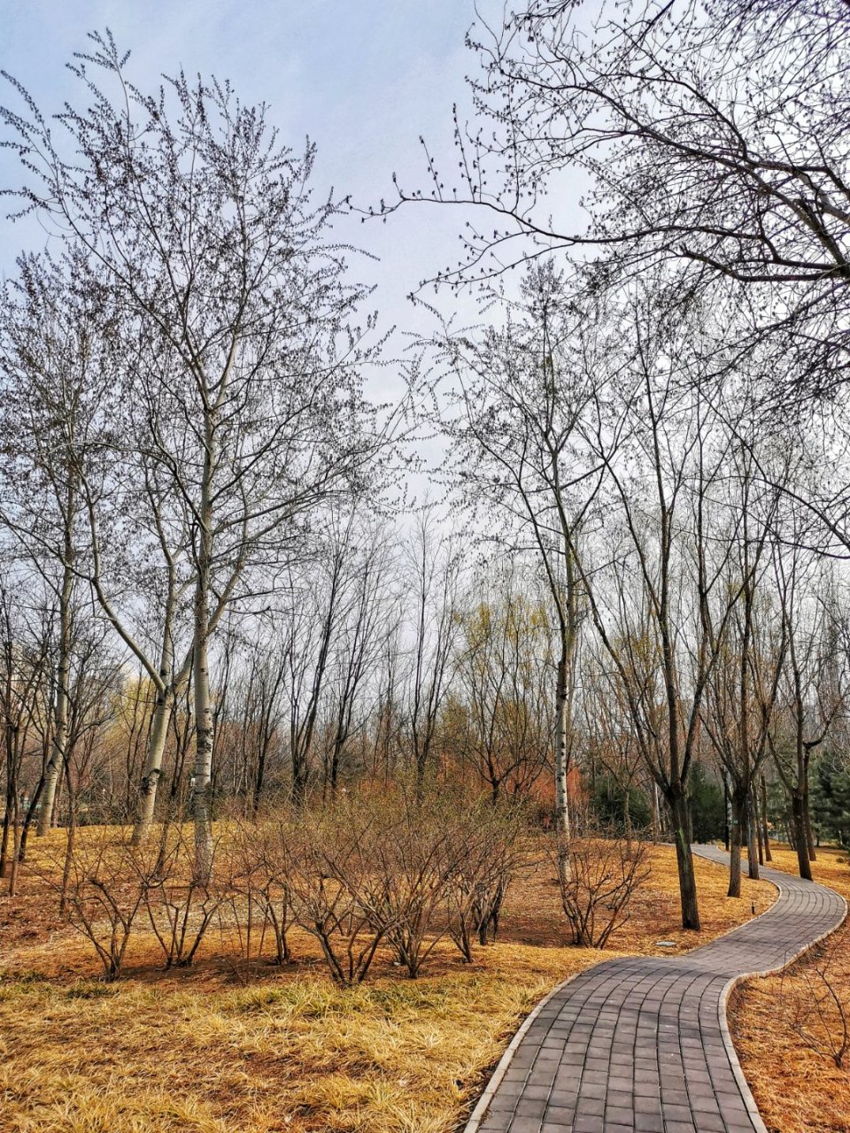 淡雅的春色 北极寺街心公园