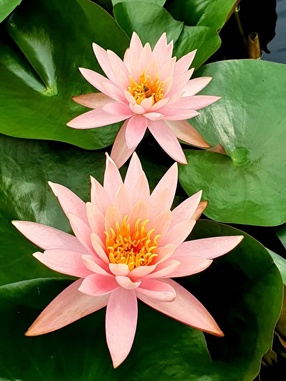 睡莲# 睡莲是一种美丽的水生植物,它的花色丰富多样,有白色,粉色