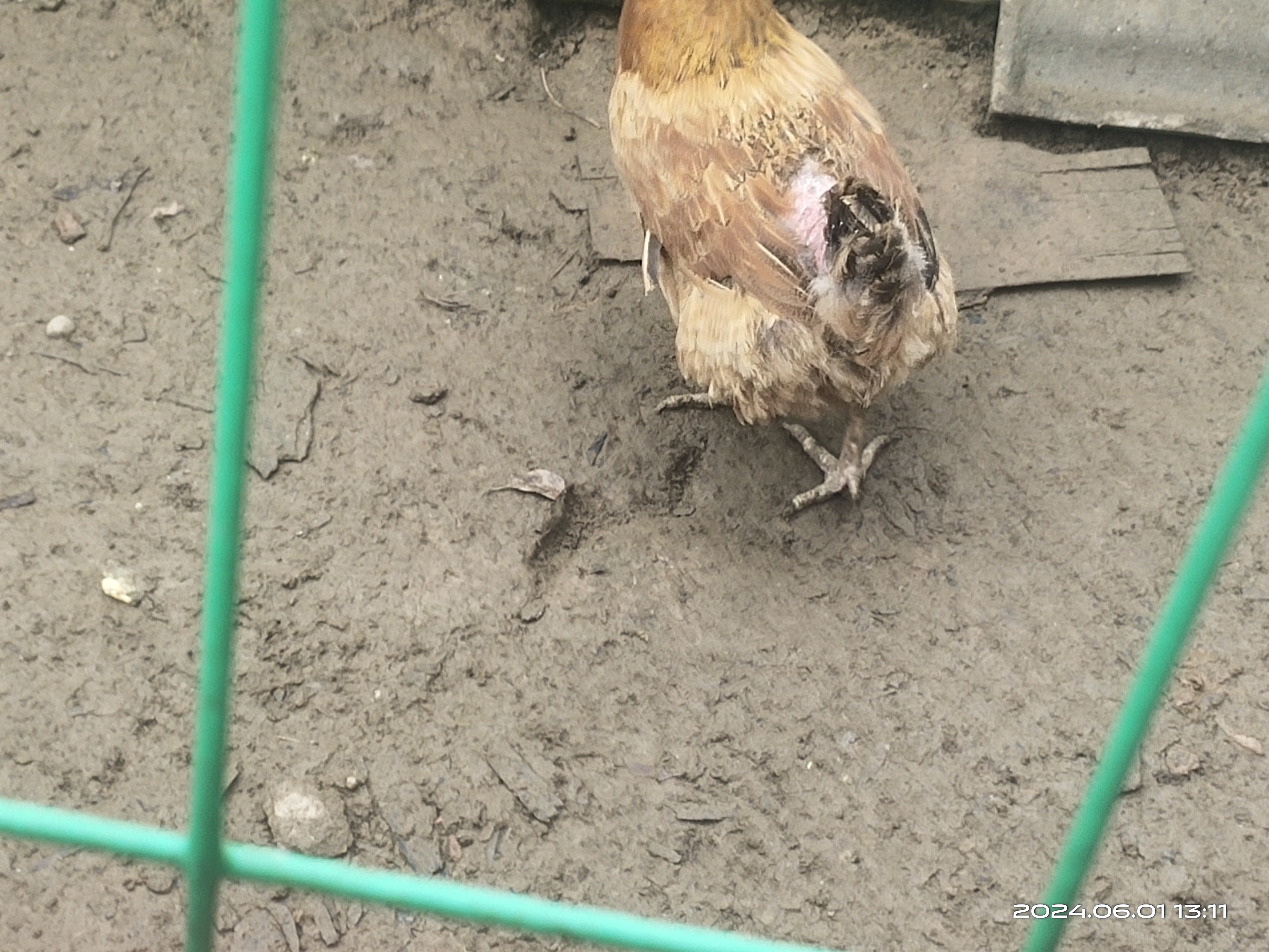 这个黄鸡好可怜