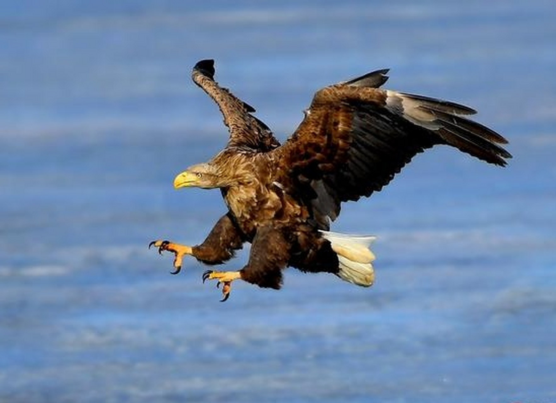 雄鹰展翅,翱翔天际,破云而出,展露锋芒.