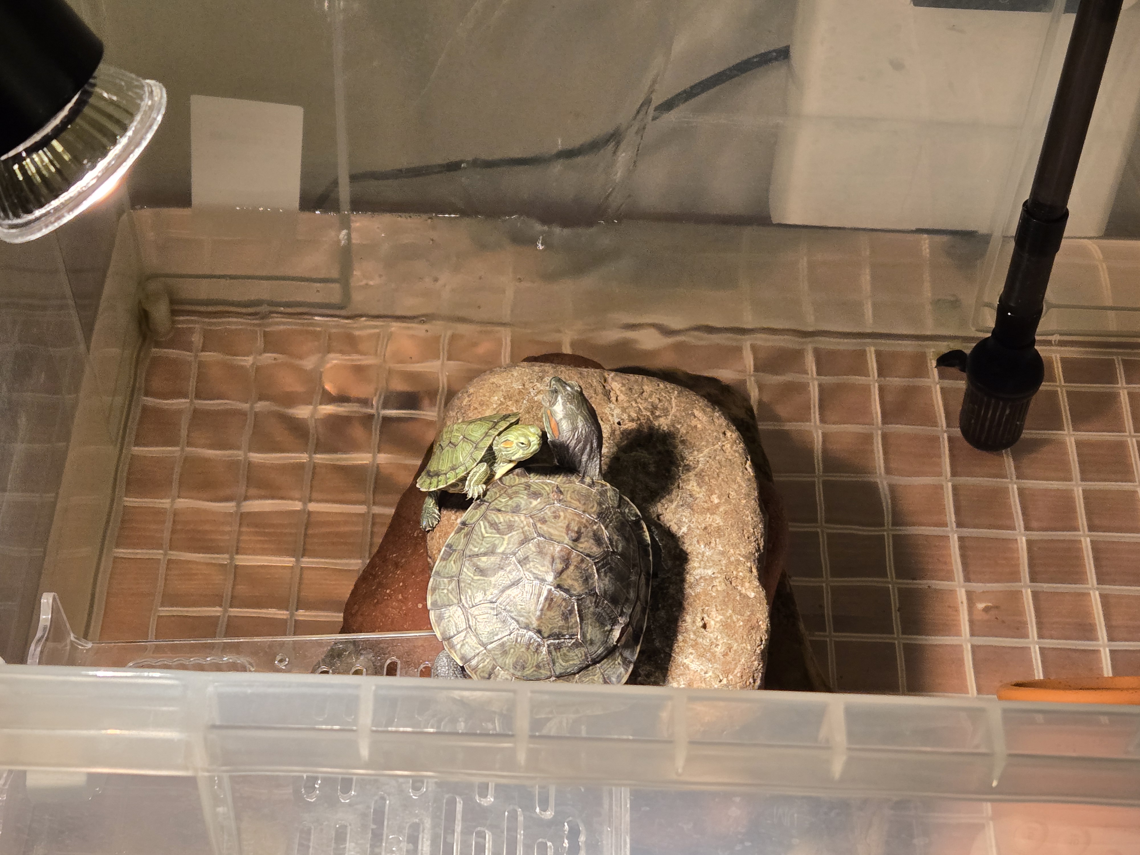 我跟乌龟学晒背,真的,身体舒服多了