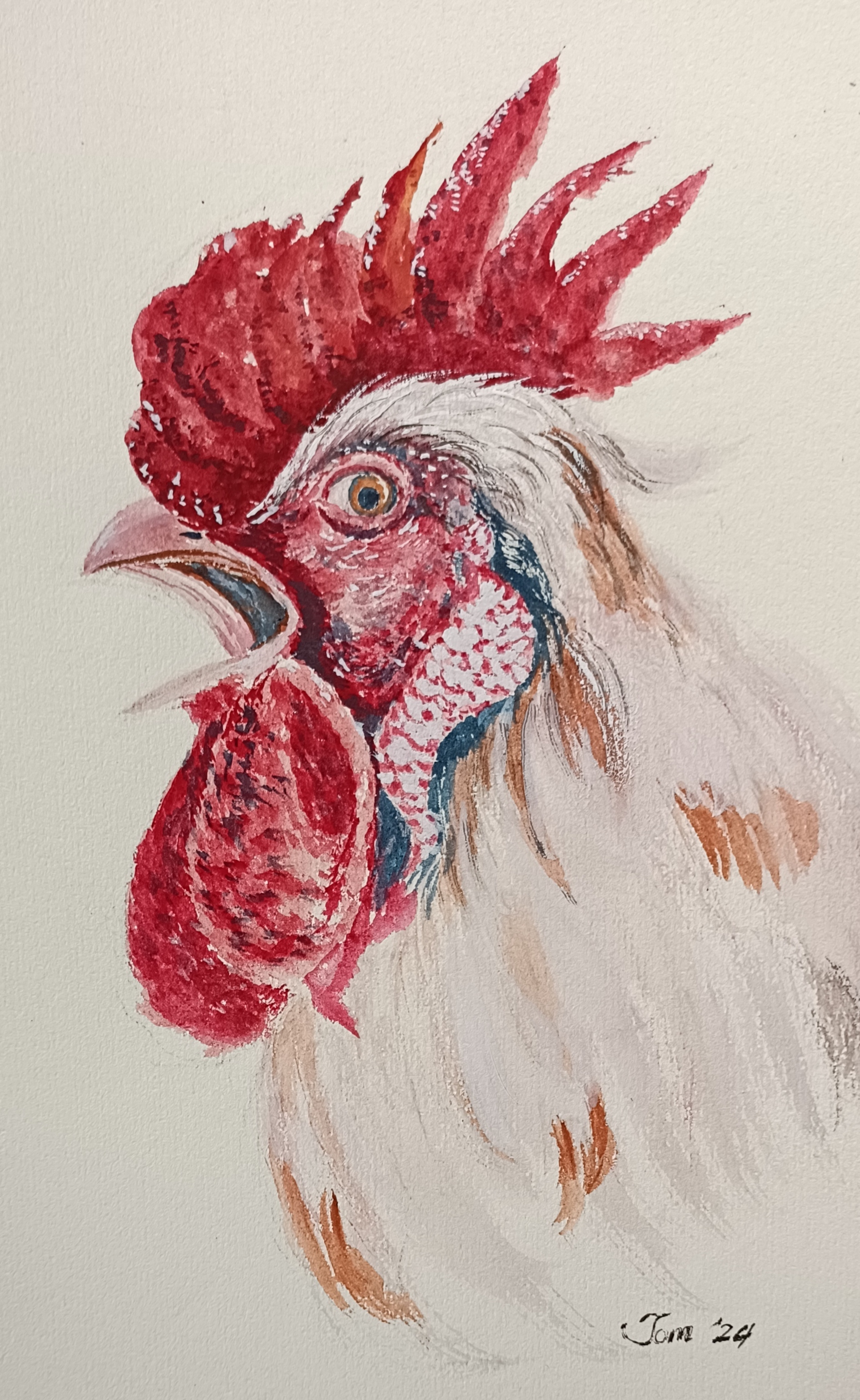 su画的大公鸡分步拆解教你画画.