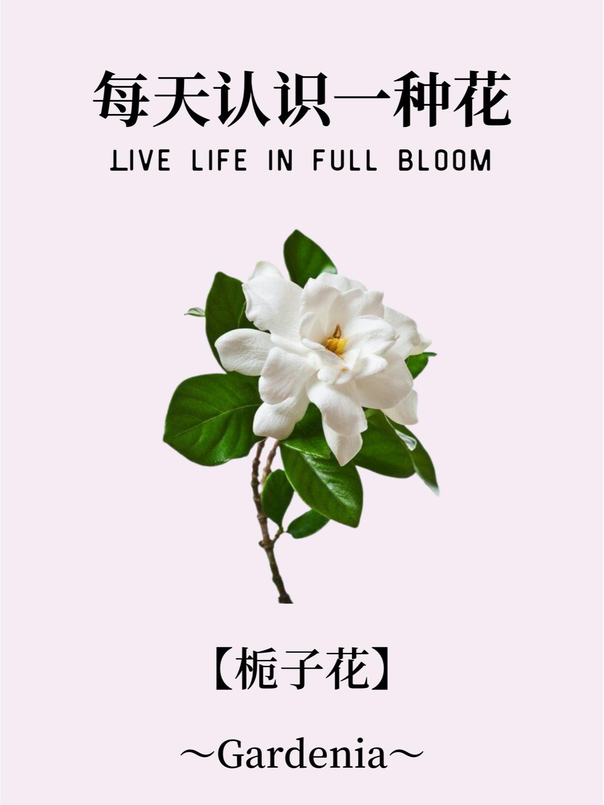 桅子花的花语图片