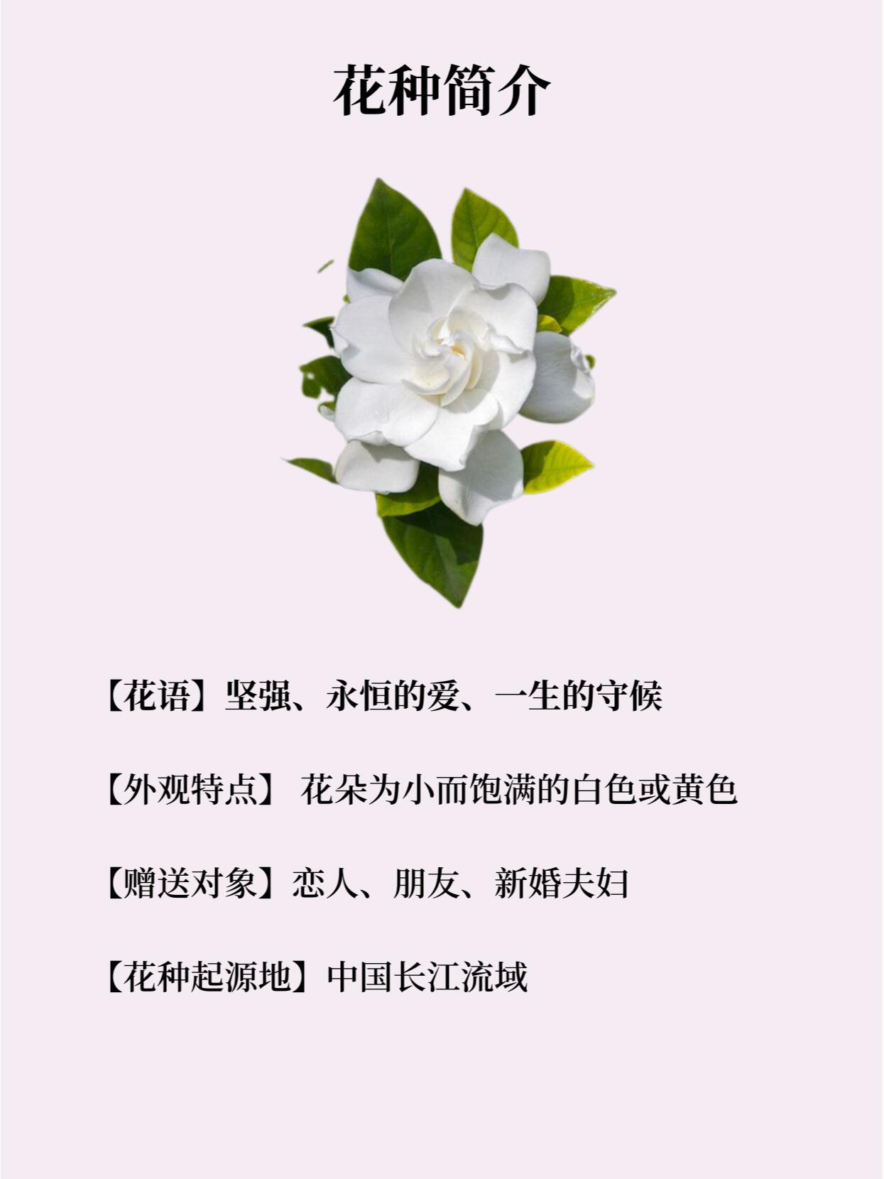 栀子花的寓意和象征意义  [向日葵][向日葵]栀子花的别名比较多