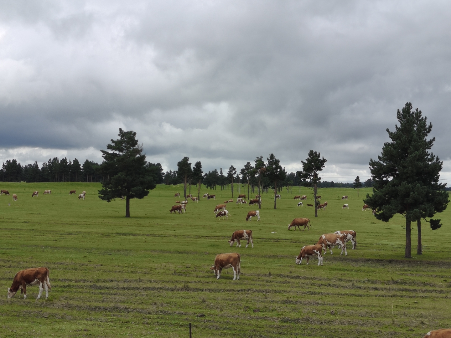 绿油油的牧场,散养的牛群,蓝天白云下,悠闲自得,这就是向往的生活
