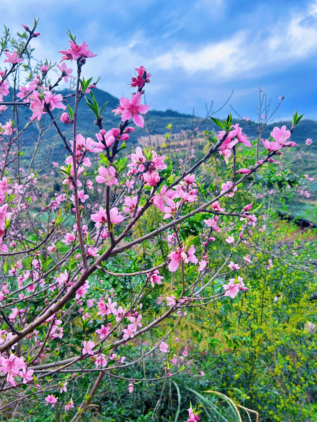 盛开的桃花像什么桃树图片