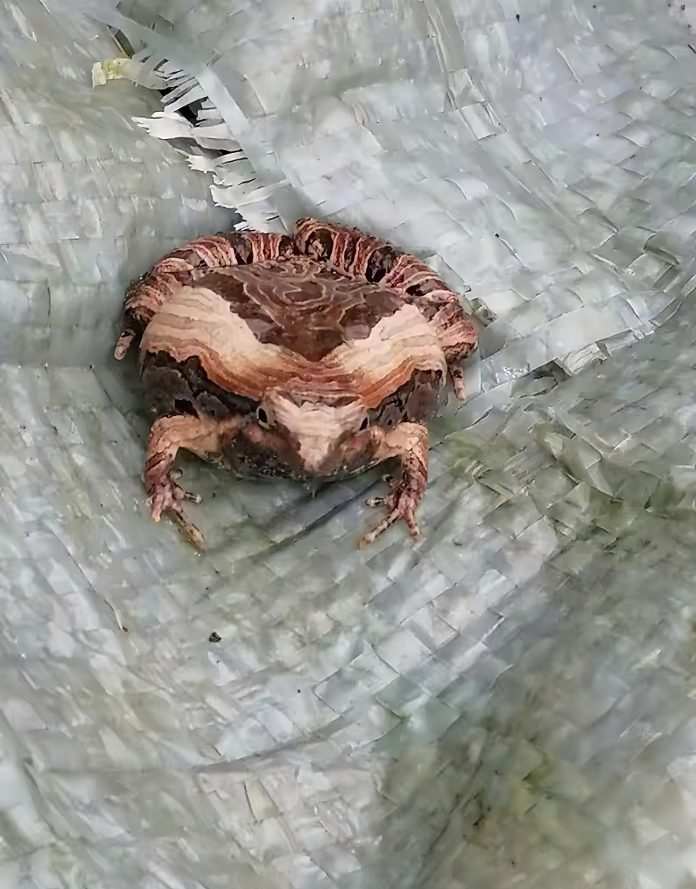 今天外出时偶遇一只神奇的青蛙,它的皮肤竟然跟树皮一模一样,简直达到