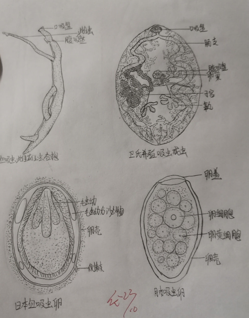 日本血吸虫成虫手绘图图片