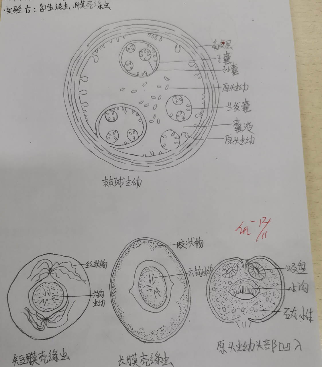 寄生虫手绘图  绦虫