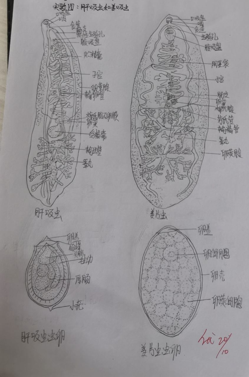 肝吸虫和姜吸虫手绘图