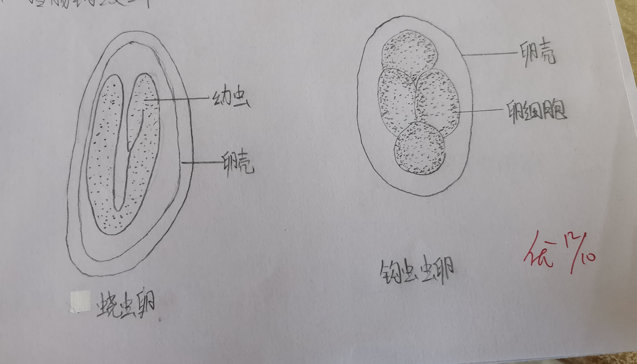 蛲虫,钩虫手绘图