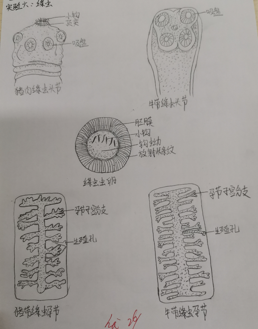 寄生虫手绘图  绦虫