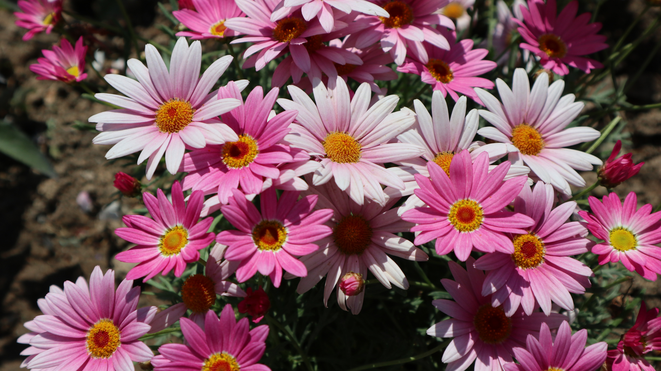 粉色和白色的花瓣在阳光下闪闪发光,就像春天的使者一样.