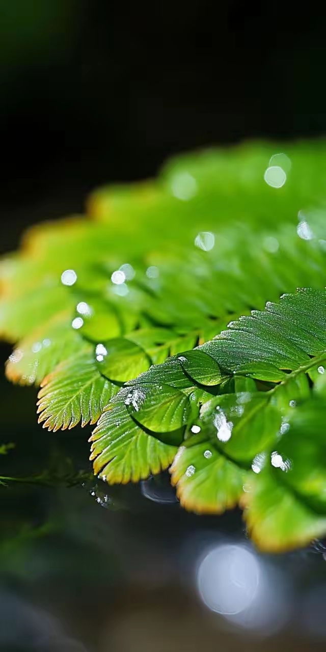 水杉绿意,进来护眼了