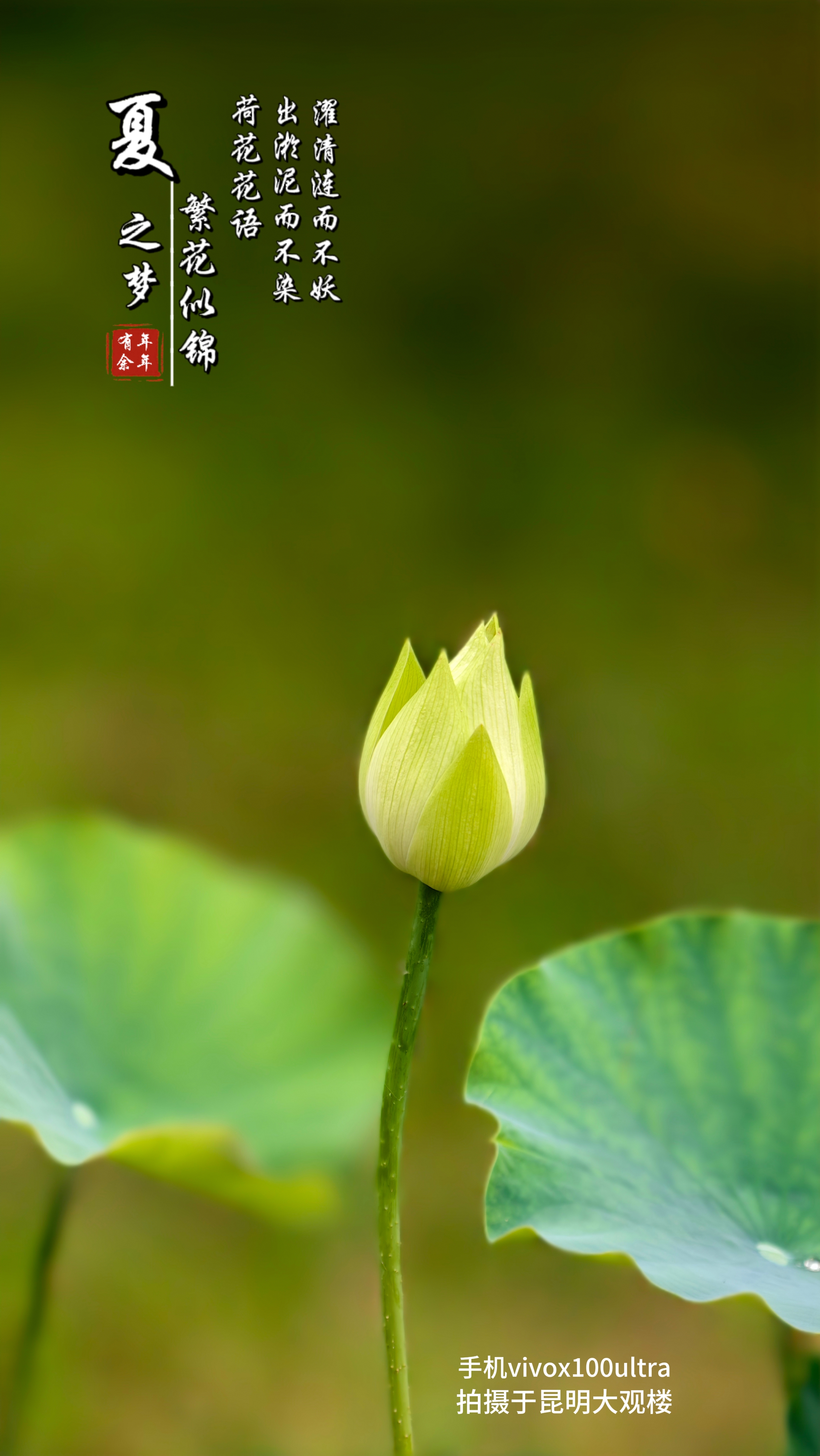 春天荷花的样子图片图片